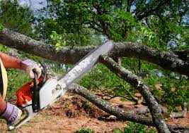 Best Tree Disease Treatment  in Cape May, NJ