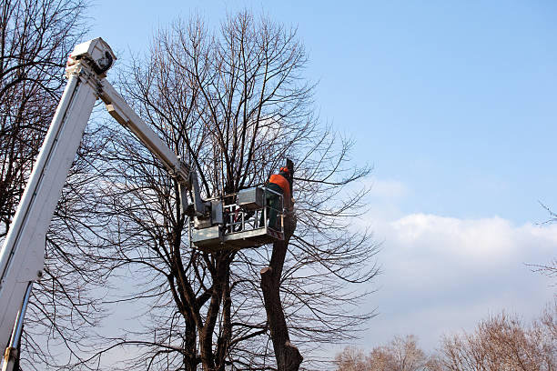 Best Root Management and Removal  in Cape May, NJ