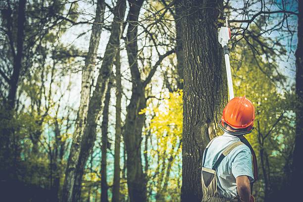 How Our Tree Care Process Works  in  Cape May, NJ